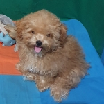 Toy poodle pup female