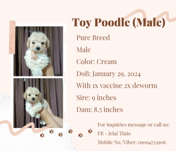 Toy Poodle Pure Breed (2 Male)