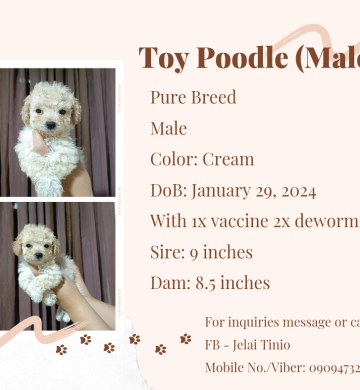 Toy Poodle Pure Breed (2 Male)