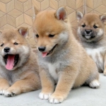 Shiba Inu Puppies Viber:+63-945-413-6749