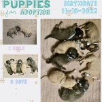 Puppies (mix breed)