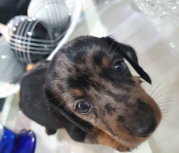 Dapple Mini Dachshund Puppy For Sale