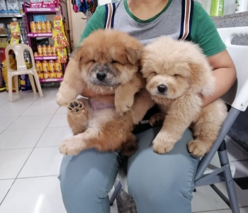 FOR SALE CHOW CHOW PUPPIES (HEAVY BONE, DEWORMED, VACCINATED)