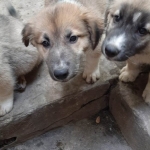 Mixed Breed puppies