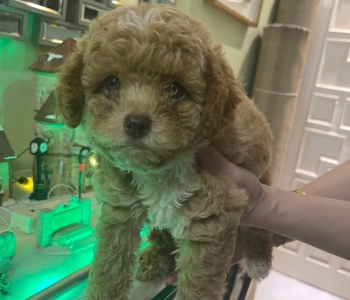 Quality Toy Poodle Puppies Liver Nose For Sale