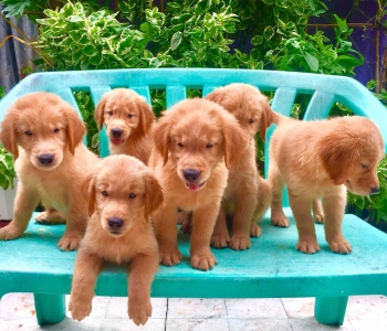 Golden Retriever Puppies (Champline)