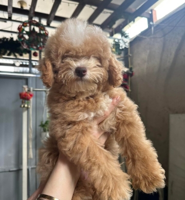 Quality Toy Poodle Puppies Liver Nose For Sale