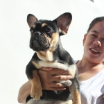 French Bulldog PUPPIES (COMPACT AND HIGH QUALITY)