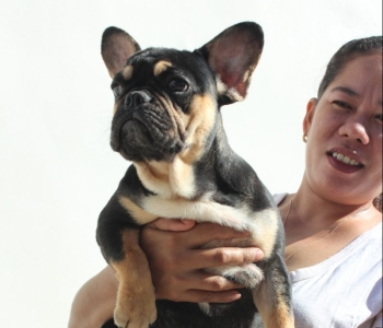 French Bulldog PUPPIES (COMPACT AND HIGH QUALITY)