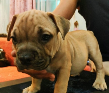 Male Exotic American Bully