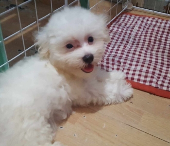 2 male and female Maltese puppies for sale