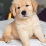 golden retriever puppies for  available