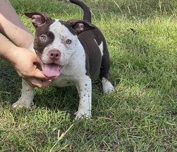 American bully and exotic bully puppies