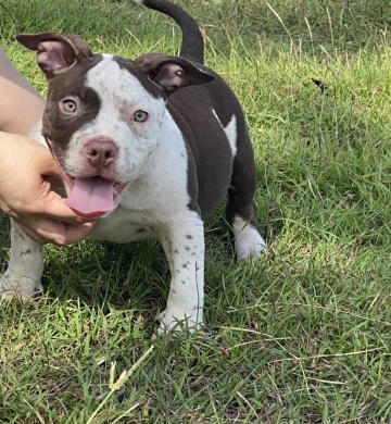 American bully and exotic bully puppies