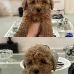 Quality Toy Poodle Puppies For Sale