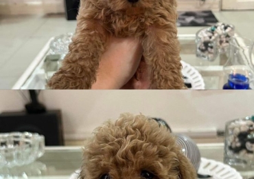 Quality Toy Poodle Puppies For Sale