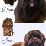 CHOCO LIVER PUPPIES FOR REHOMING, CHOCO SHIH TZU