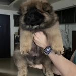 Pure breed Chow