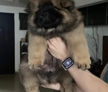 Pure breed Chow