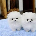 friendly pomeranian pups for  adoption