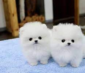 friendly pomeranian pups for  adoption