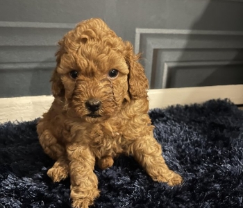 Cavoodle puppies available