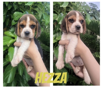 Beagles (2 Females Available)
