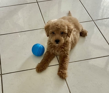 MALE TOY POODLE-For rehoming ASAP