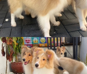 5 Male Rough Collie Puppies (Lassie)