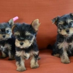 healthy yorkie pups for  adoption