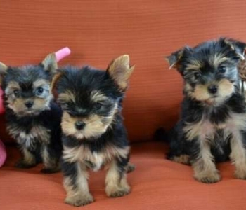 healthy yorkie pups for  adoption