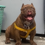 American bully (exo extreme)