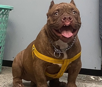 American bully (exo extreme)