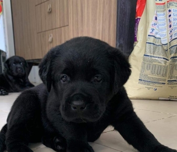 Labrador Retriever Black Puppies Purebred