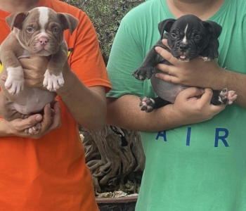 Micro Exotic Bully puppy