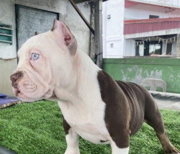 American bully (Exotic)