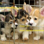 Purebred and home raised Corgi Puppies With Papers