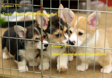 Purebred and home raised Corgi Puppies With Papers