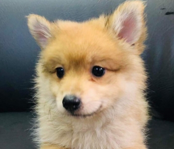 Pomeranian fox type