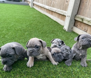 adorable french bulldog puppies for adoption. WhatsApp/Viber  +63 9063460759