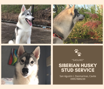 Siberian Husky Stud Service – Dasma, Cavite (Near SM Dasmarinas)