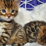 Stunning Bengle Cross Kittens