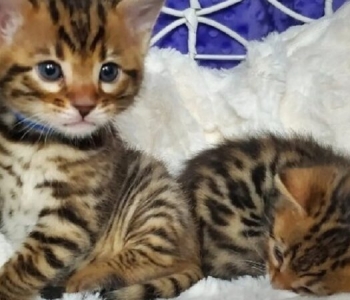 Bengal Cat Female with TICA Papers Viber or Whatsapp (+63 9660614143)