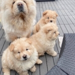 Chow Chow (bear face) Puppies For Sale  Viber or Whatsapp (+63 9660614143)