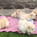 Chow Chow (bear face) Puppies For Sale  Viber or Whatsapp (+63 9660614143)