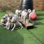 Dalmatian Puppies Available  Viber or Whatsapp (+63 9660614143)
