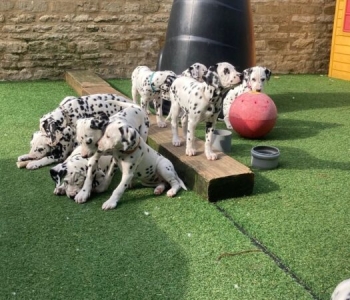 Dalmatian Puppies Available  Viber or Whatsapp (+63 9660614143)