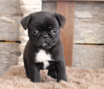 Gorgeous Pug puppies for sale