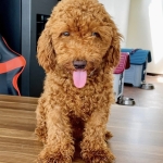 POODLE the smartest breed NEGOTIABLE