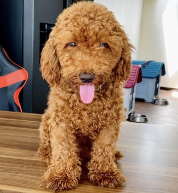 POODLE the smartest breed NEGOTIABLE